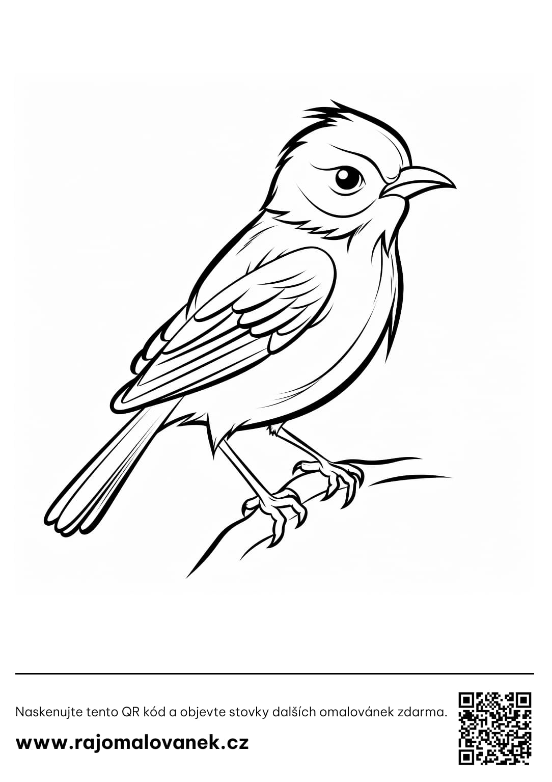 Omalovánky ptáci
