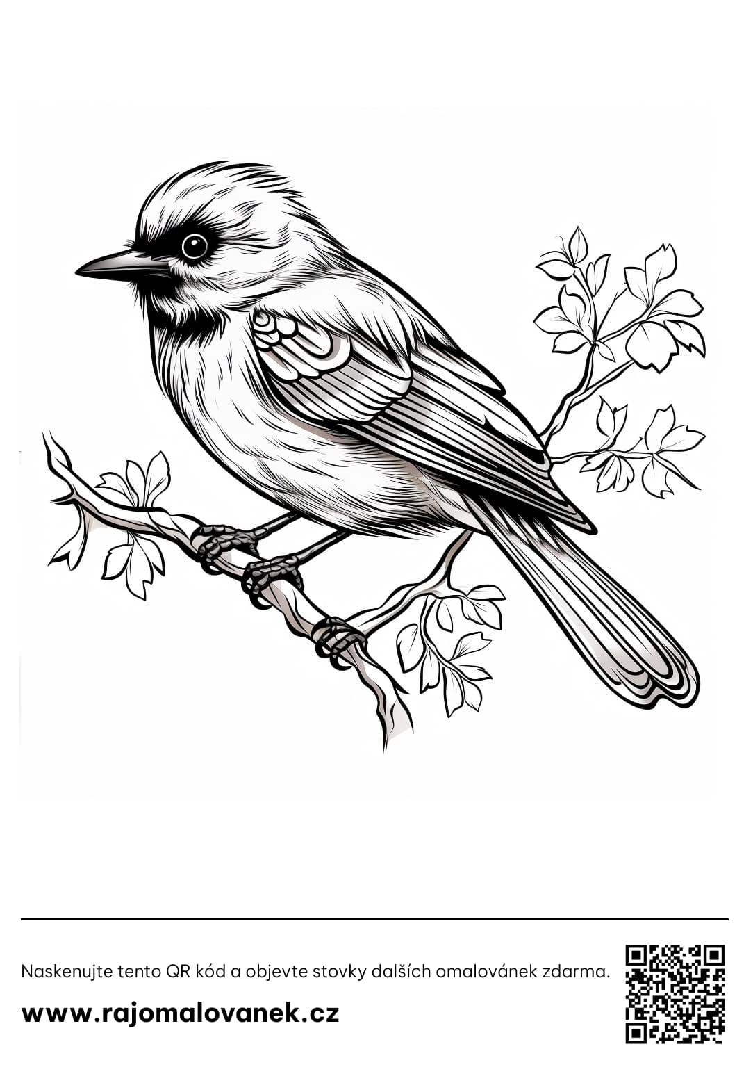 Omalovánka ptáci