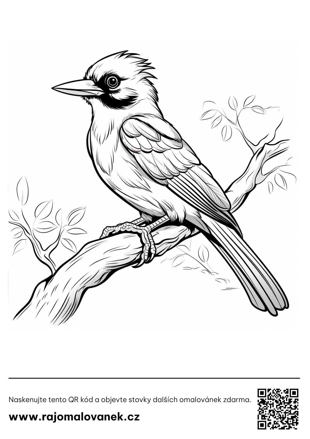 ptaci omalovanka